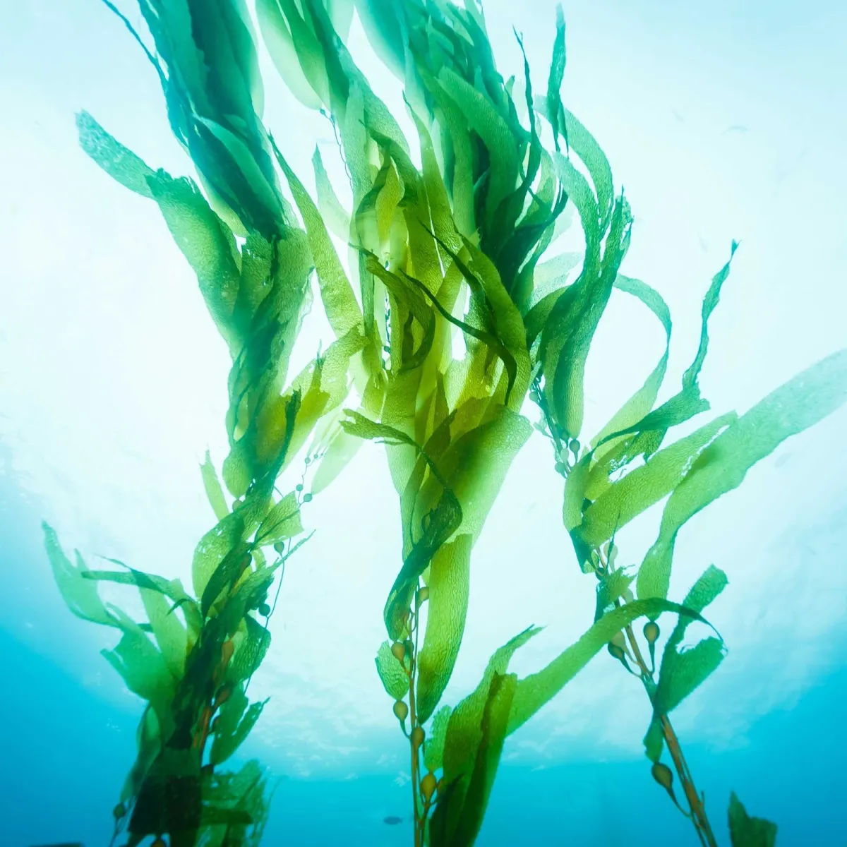 Mixgliss Nu - Algas - 250 Ml