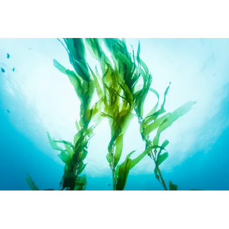 Mixgliss Nu - Algue - 1000 Ml